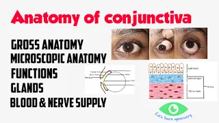 Anatomy of Conjunctiva | Palpebral | Bulbar | Fornix |