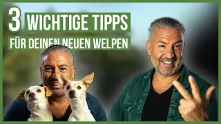 Ein WELPE zieht ein! ❤️ 3 Tipps für einen harmonischen Start mit Deinem neuen Hund