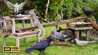 Cat TV for Cats to Watch 😸 Birds & Squirrels eat in the garden 🕊️🐿️ Bird Videos & Cat Games