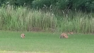 The Fox Family next-door.