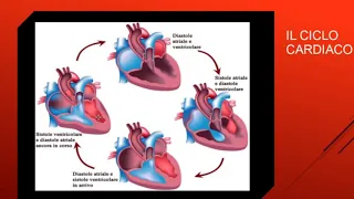 COME FUNZIONA IL CUORE: SISTOLE e DIASTOLE