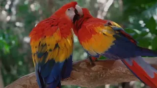 The Wild Macaw parrot's | Full Episode 1 | Hindi Documentary. @AroundTheWilds