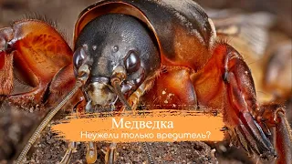 Какая же польза от Медведок Неужели это только вредители?