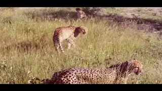 Leopard Vs Giant Python Fight  Amazing  Leopard Wild Big Battle