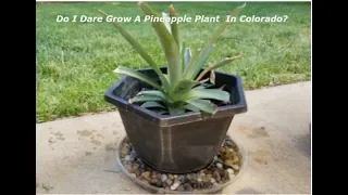 Do I Dare Grow A Pineapple Plant in Colorado
