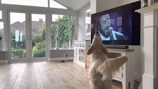 Opera Dog Singing with Pavarotti & James Brown