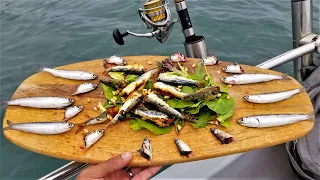 Catching Bait (Anchovies) to Eat *Surprisingly Delicious*