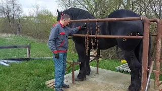 ФАРАОН на "педикюрі 💅" Чистка та кування копит🔨