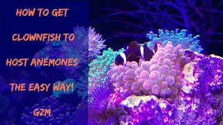 How To Get Clownfish To Host Anemones