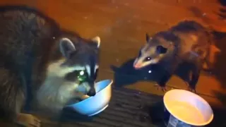 Енот VS Опоссум | Raccoon vs Possum