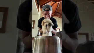 Dog plays drums!!!! #shorts #trendingshorts #shortsvideo #puppy #dog #tiktok #shortsfunny #funny