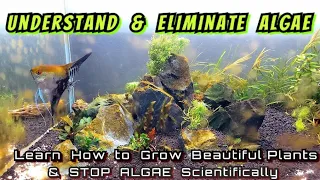 Understand & Eliminate Algae in Your Newly Cycled Aquarium. Grow Amazing Plants Stop the Green Algae