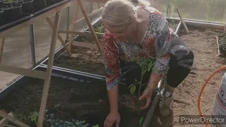 Sadzenie pomidorów - kilka porad na co zwrócić uwagę aby uniknąć błędów