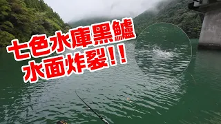 七色黑鱸水面炸裂!!