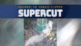 Squirrel vs Yankee Flipper Supercut