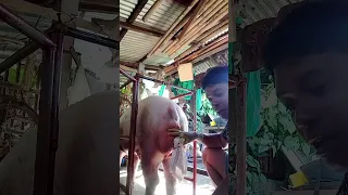 Boar castration
