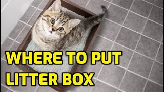 Where To Put A Cat's Litter Box In A Small Apartment