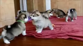 Alaskan malamute puppies