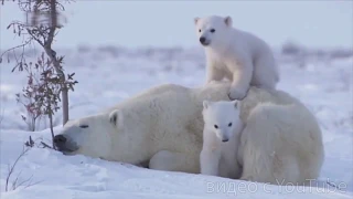 27 февраля  - Международный день белого медведя