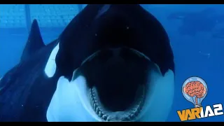 La ballena más peligrosa del mundo | tilikum