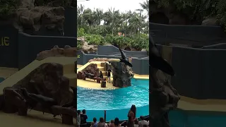 Funny Sea Lions Show in Loro Park (4) - #Shorts