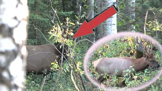 Screaming Elk taken down with a LONG BOW!