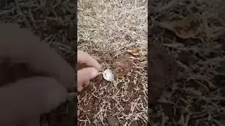 Whites MXT Finds 1918 Silver Coin!