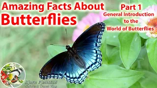 Amazing Facts About Butterflies Part 1