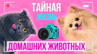 ТАЙНАЯ ЖИЗНЬ ДОМАШНИХ ЖИВОТНЫХ  2 ЧАСТЬ | ОДНИ ДОМА