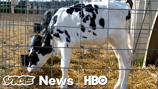 These Supercows Are Genetically Bred To Fetch Six Figures At Auction (HBO)