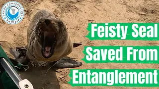 Feisty Seal Saved From Entanglement