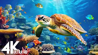 Under Red Sea 4K - Beautiful Coral Reef Fish in Aquarium, Sea Animals for Relaxation - 4K Video #33