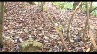 Secret Cave Exploring In The North Georgia Mountains