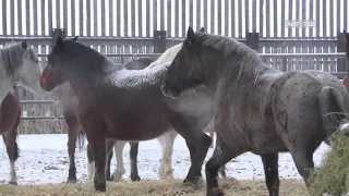 North American Horse Meat - Cruel Production and Endless Suffering