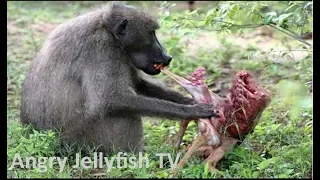 #20 UNCENSORED 18+ eaten ALIVE - Baboon eating alive baby Impala brutally- Screaming live feeding