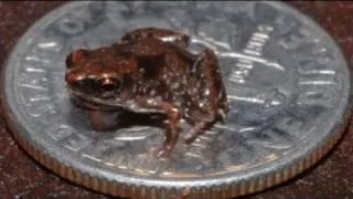 World's smallest frog discovered