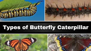 Types of Butterfly Caterpillar | Different Types Of Caterpillars