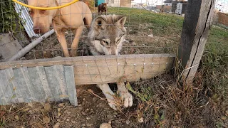 Волчонок сделал подкоп !!! Питбули на расслабоне/жизнь с бандой питбули драгон лайв.