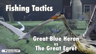 Great Blue Heron vs Great Egret White Heron - Fishing Tactics