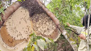 The largest honey bee nest in the mountains and forests of Northeast Vietnam | La Thị Lan