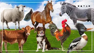 Cute Little Farm Animal Sounds - Zebra, Sheep, Bull, Horse, Bird, Dog - Music For Relax