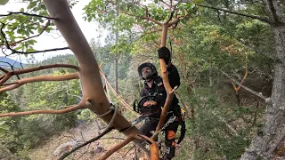 Cutting Overhanging Trees