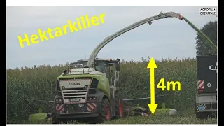 Der Hektarkiller im 4 m hohen Sudangras - Claas Jaguar 990 - Lohnunternehmen Schicker - cabview