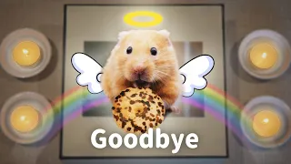 In Loving Memory of Cute Hamster Spicy