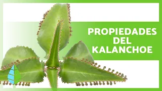 BENEFICIOS del KALANCHOE 💚 Propiedades, Para qué sirve y Contraindicaciones ✅