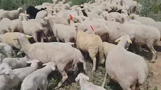 الإخوان لي مكي عرفني بلا يحكم عليا مساج واضح للمحترفين