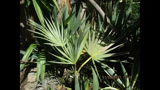 Brahea armata palm worth the risk in the North Pacific