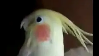 Корелла попугай Аркаша учится говорить / Parrot corella learns to speak