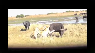 Surprising Attack   Crocodile Attack buffalo deer   Lions Kills Wild   Wild Documentary