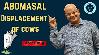 Understanding Abomasal Displacement in Cows: Causes, Symptoms, and Treatment